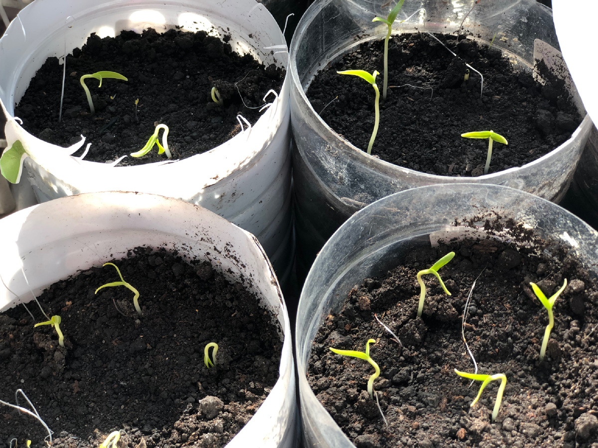 Рассада только что взошедших перцев. Сейчас уже по два настоящих листика, скоро появятся еще по два. Фотоиллюстрации автора.