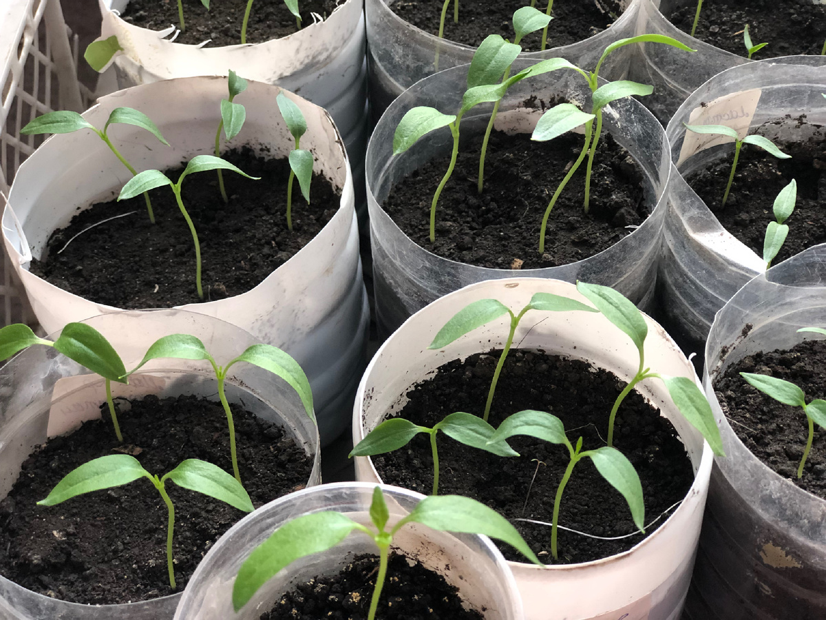 Так выглядит рассада перцев сегодня, 6.03.26.