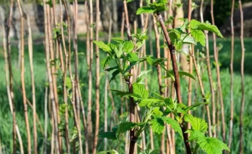 Малина после зимы: 5 проверенных удобрений для богатого урожая