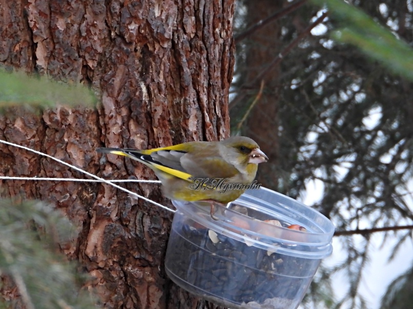 Обыкновенная зеленушка на кормушке