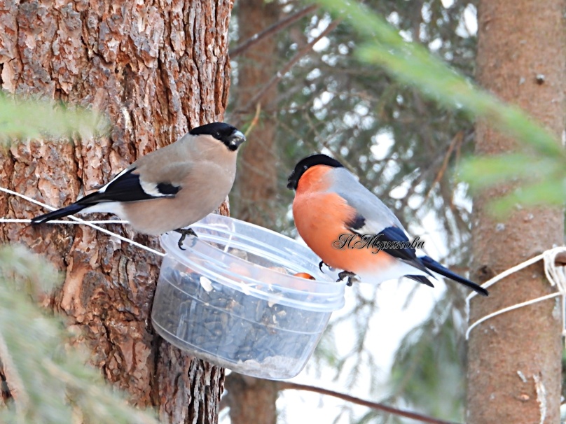 Снегири на кормушке