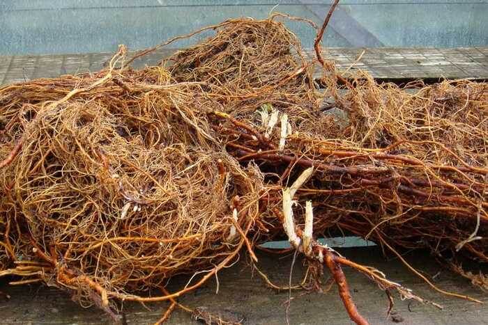 Что посадить на месте старого малинника: восстанавливаем почву и планируем новый урожай