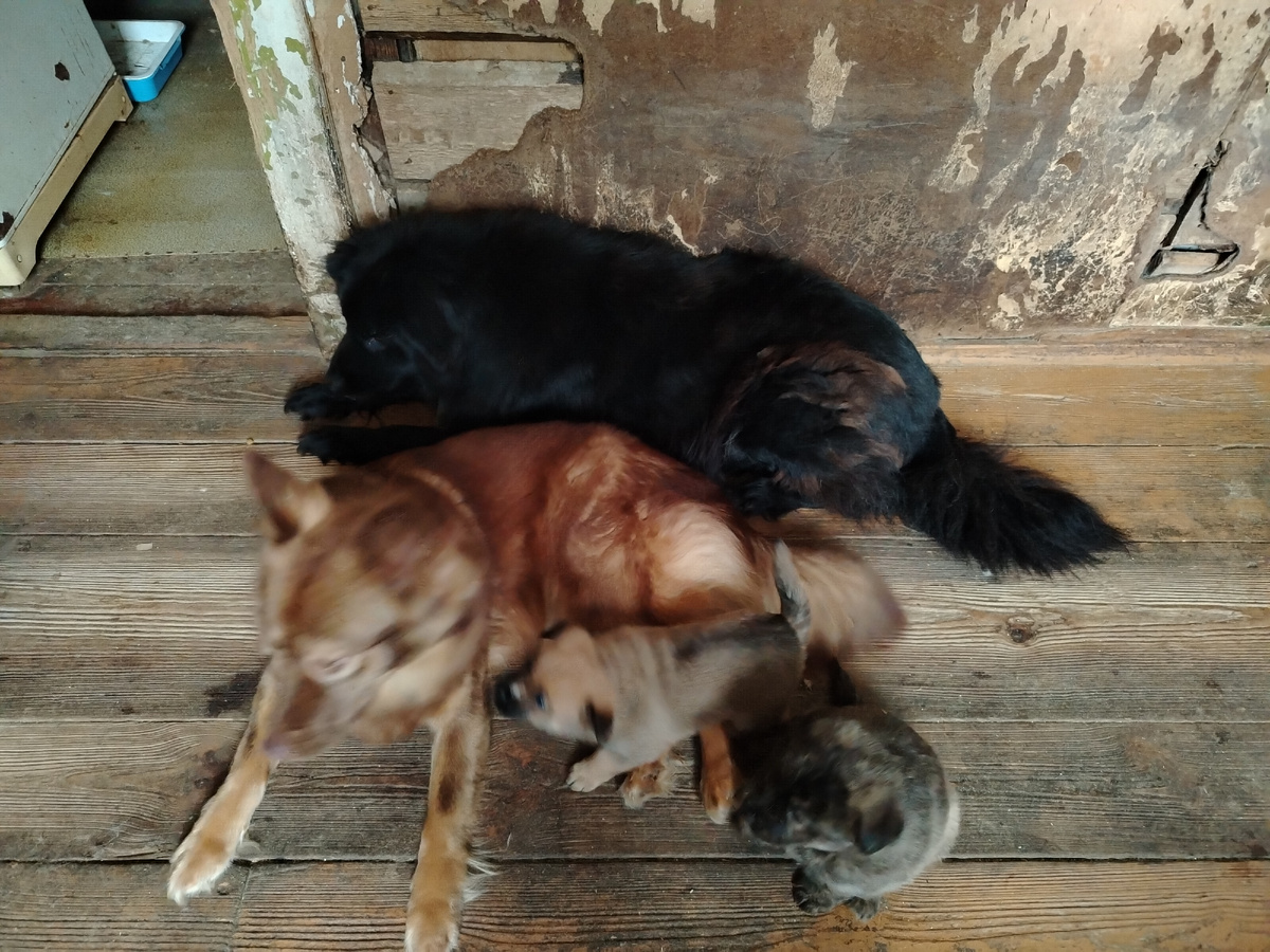 Первый дом. Щастюня, Одуванчик с "племянниками". Щастюня обожает щенят, а Одуванчик нет. 