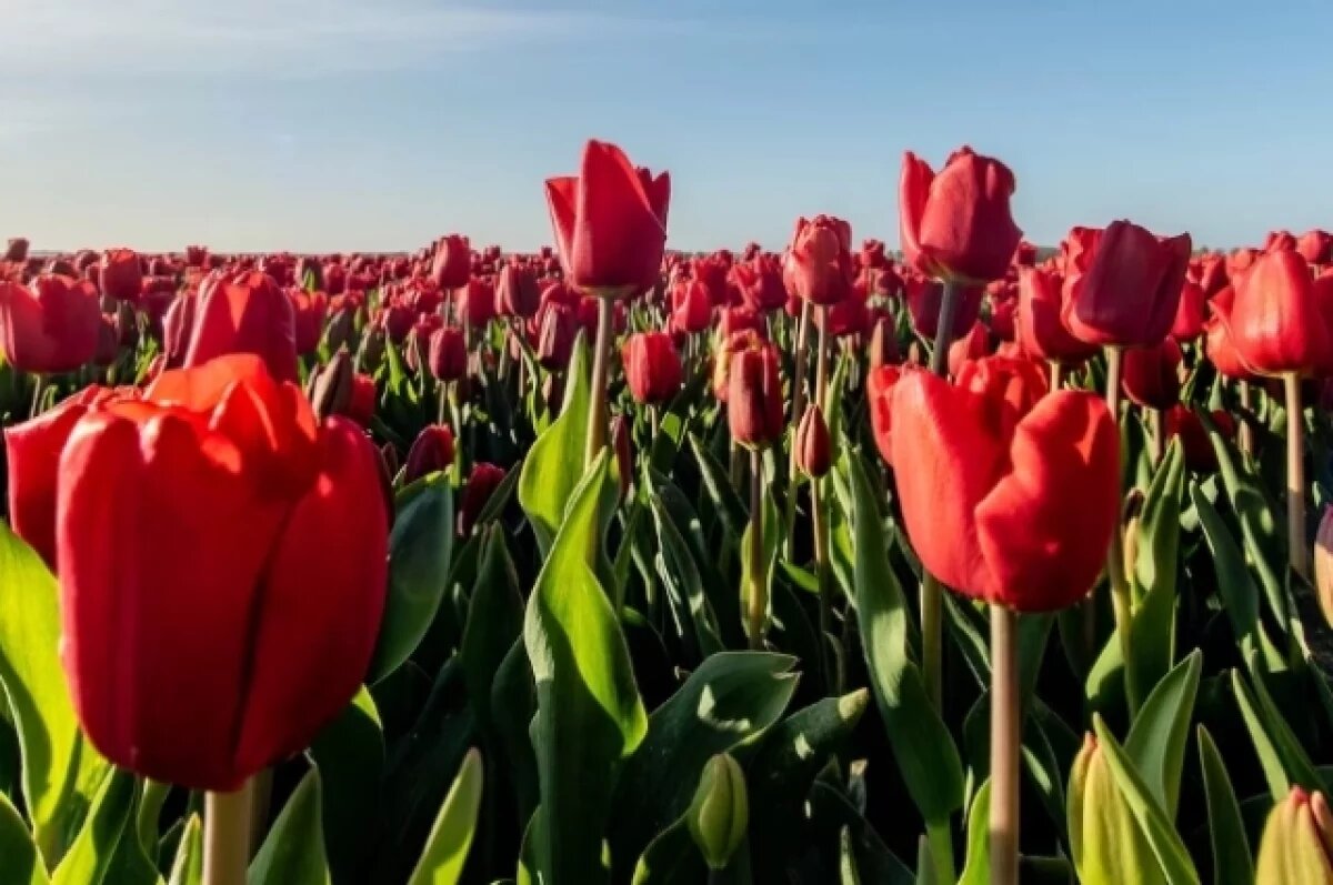    Россельхознадзор провел проверки цветочных рынков Рязани перед 8 марта