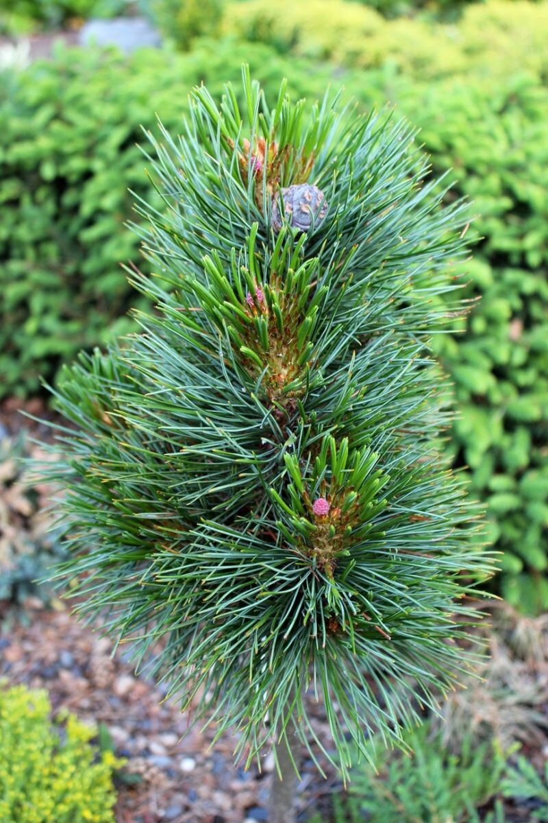Pinus cembra ‘Almrauschhutte’