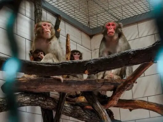    Уже 15 марта в Южном парке птиц «Малинки» состоится большое открытие // Фото Южного парка «Малинки»