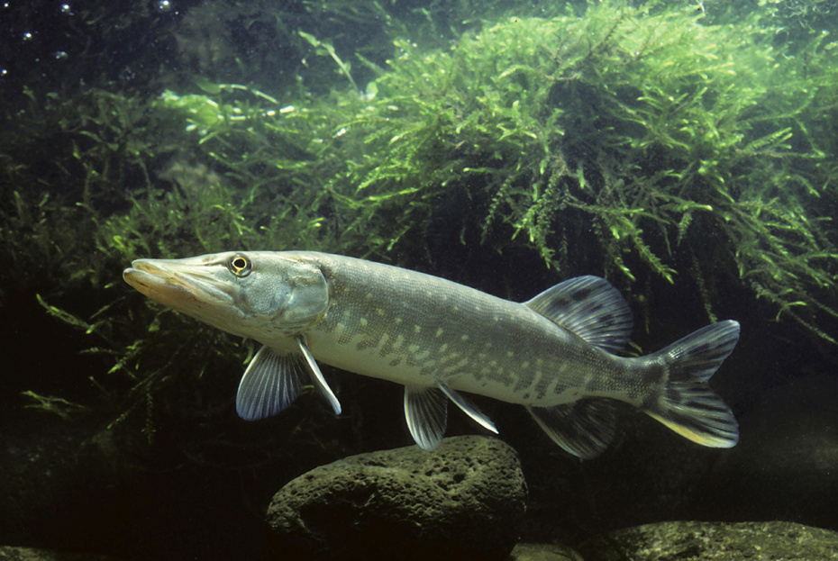    Christian GUY/imageBROKER.com/Global Look Press