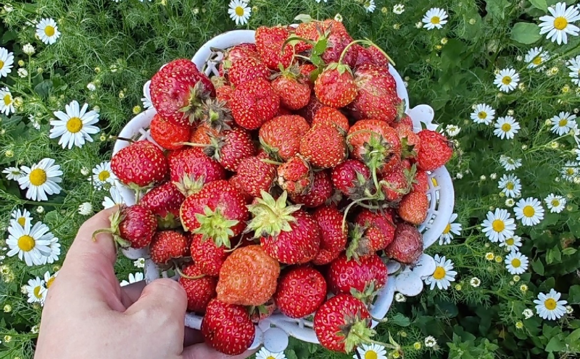 Фото: РБК Черноземье