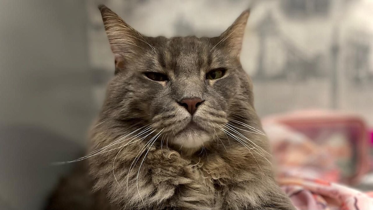    Фото: телеканал «Краснодар»