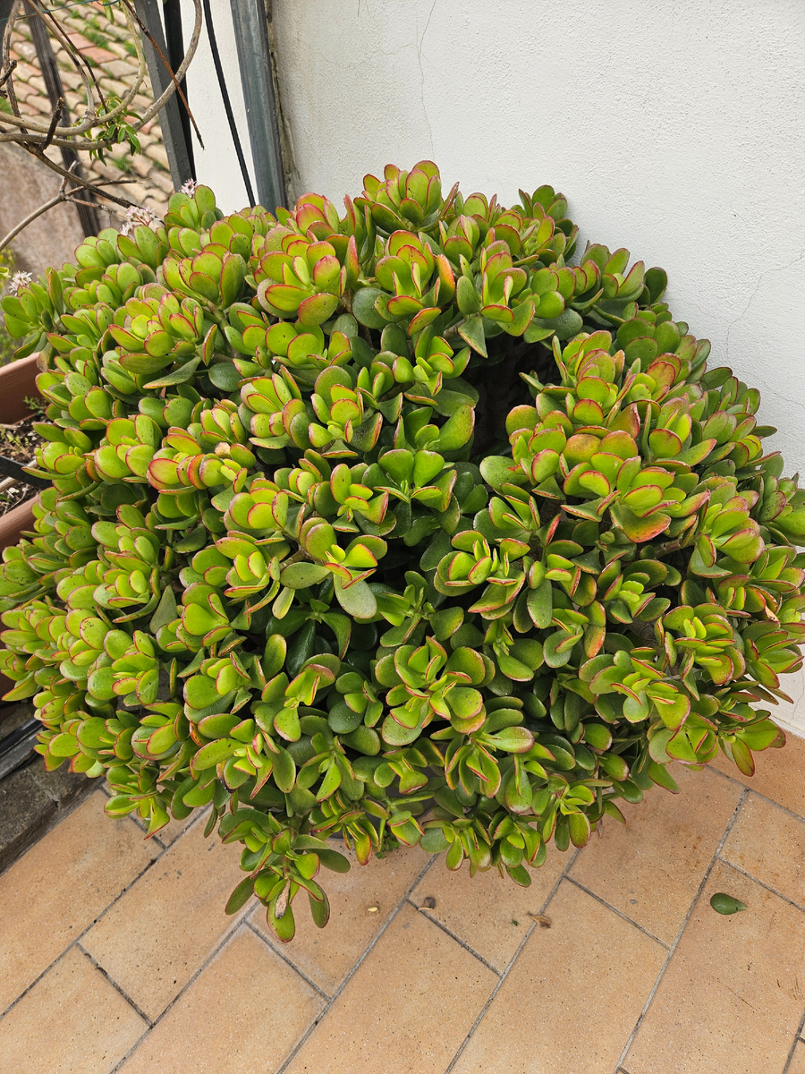 Толстянка на полном солнце на террасе