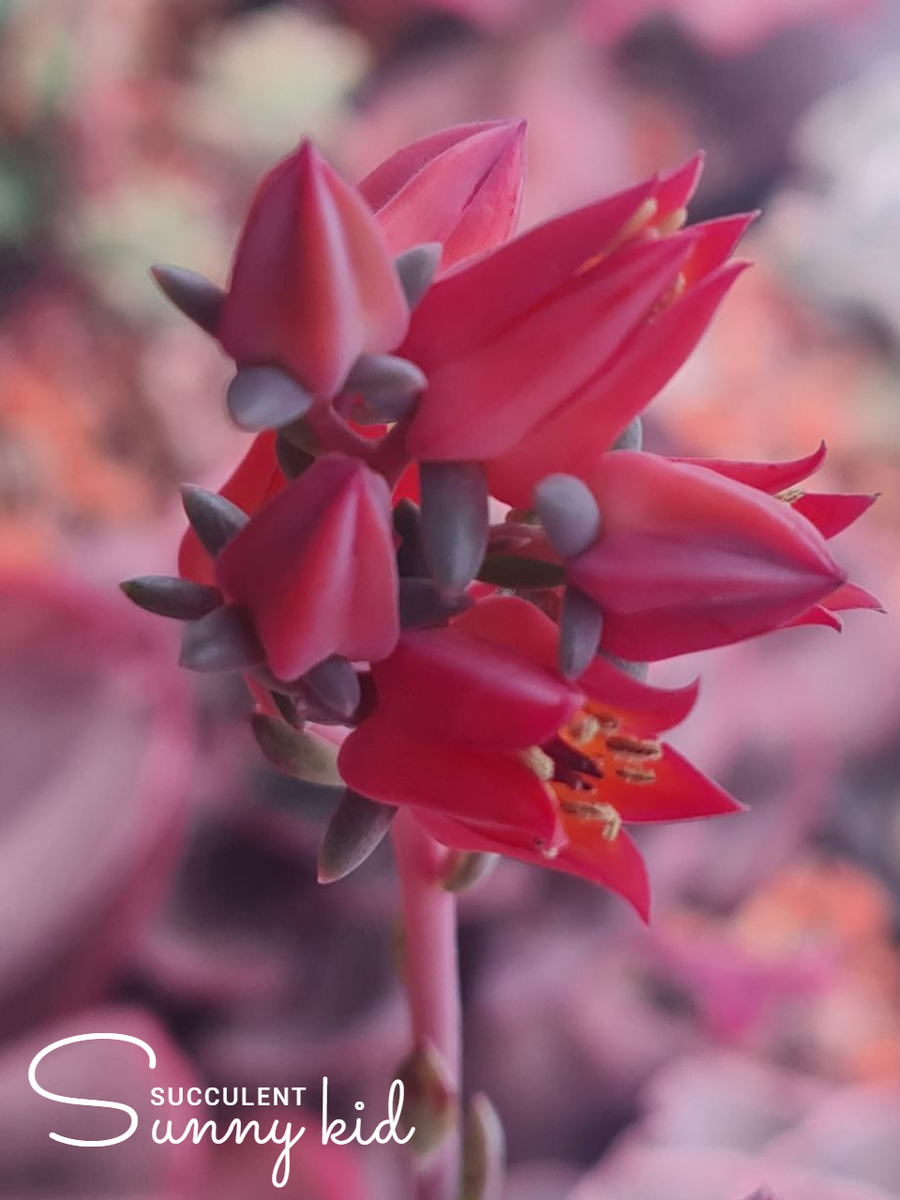 Цветение Echeveria Hanaikada Variegata