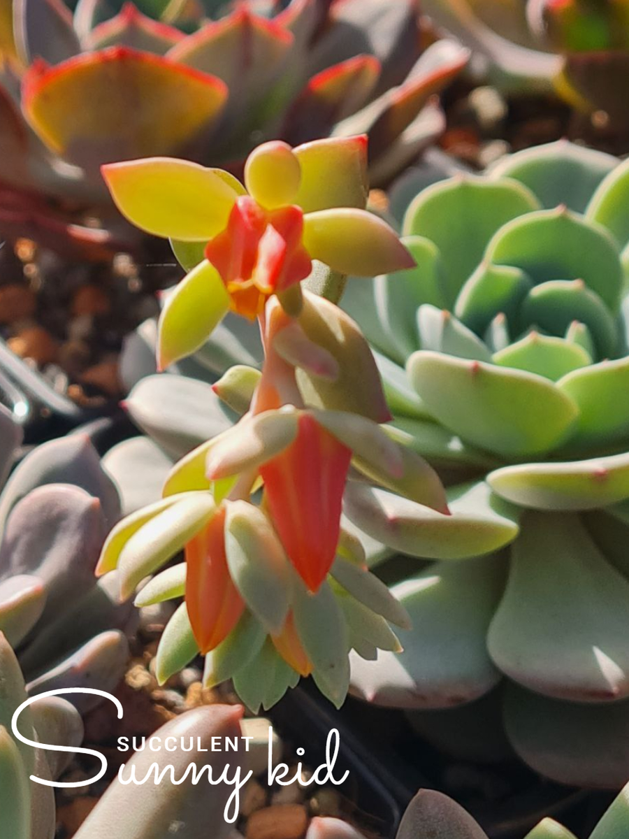 Цветение Echeveria Lapine.Sunny kid | Succulent