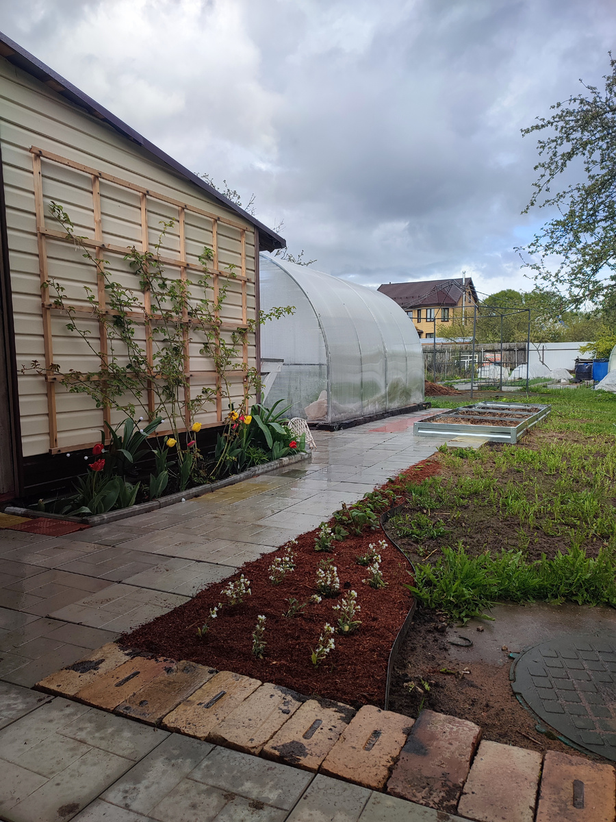 Арабис на клочке земли. Начало 