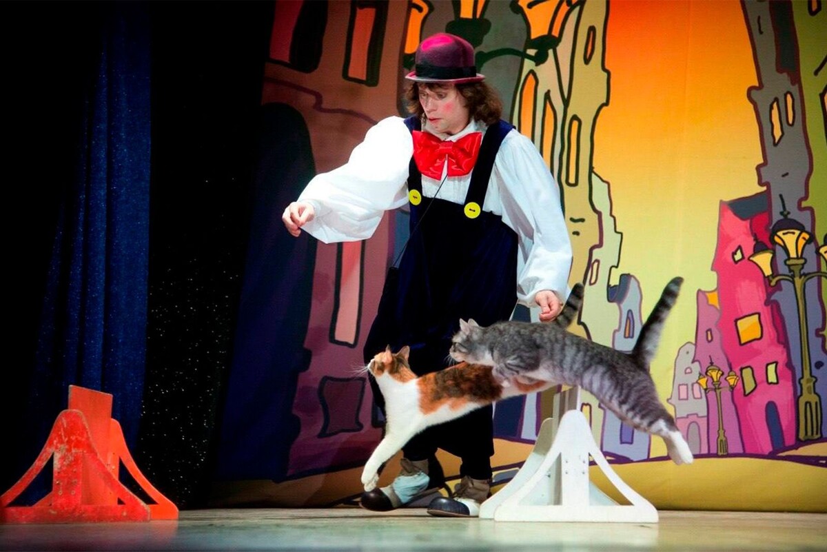    Кошка из зоны СВО дебютировала в спектакле Театра Куклачева