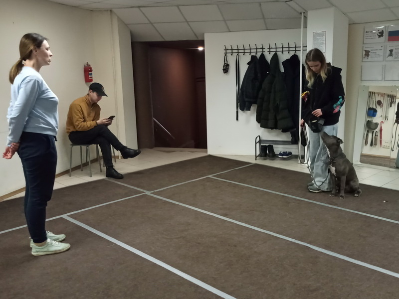 Американский стаффордширский терьер Ричи. Индивидуальное занятие по дрессировке (послушание). Тольятти, 01 марта 2026.