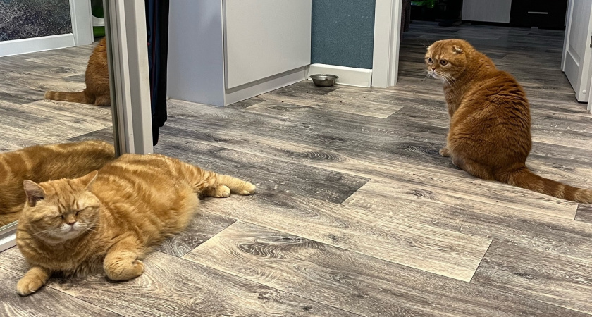    Фото progorod43.ru