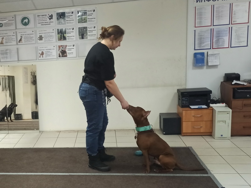 Занятие в группе по дрессировке: обучение собак выдержке