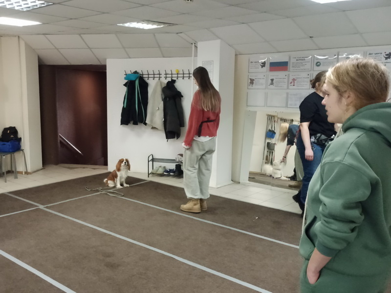 Занятие в группе по дрессировке: обучение собак выдержке