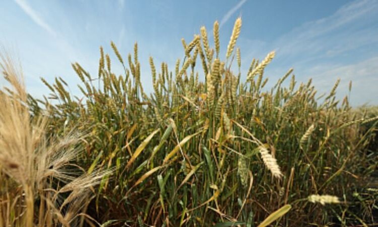    Фото: Минсельхоз РФ