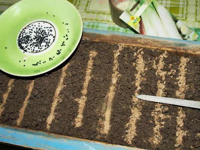 Посев порея в ящик