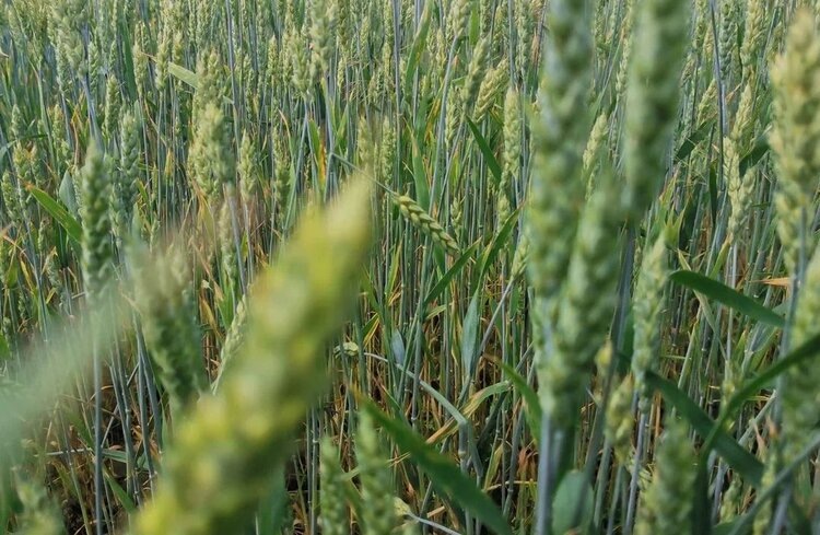    Фото: Лукьянов Дмитрий, AgroXXI.ru