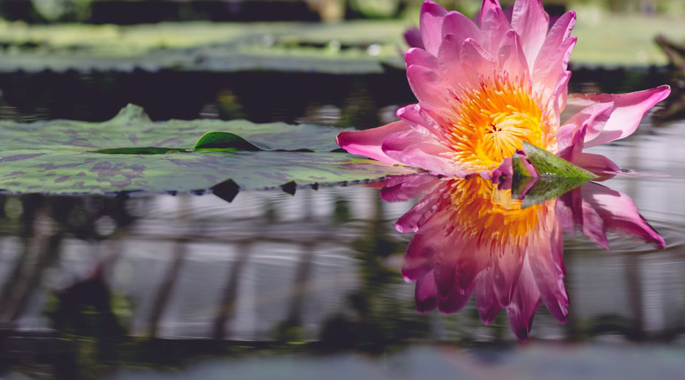 Время праздновать и расцветать: топ цветочных стран мира