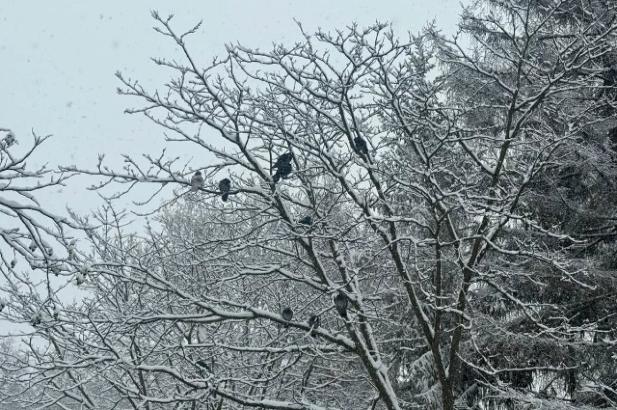    -16ºС, снег и ветер ожидаются в Пензенской области