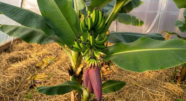    Фото: ФГБУ ЦОК АПК