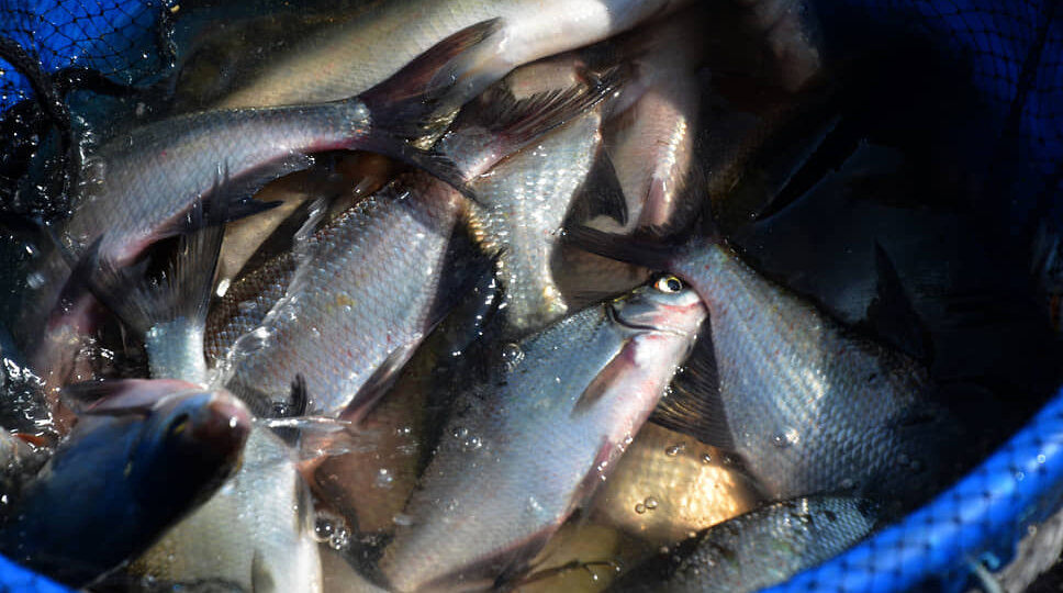 Почти 66 кг некачественной рыбы изъяли в Нижегородской области за 2025 год