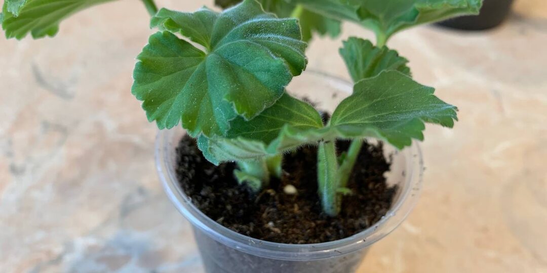 Как быстро сделать пеларгонию в 3 раза пышнее — без удобрений и обрезки. Простой секрет, о котором молчат цветоводы