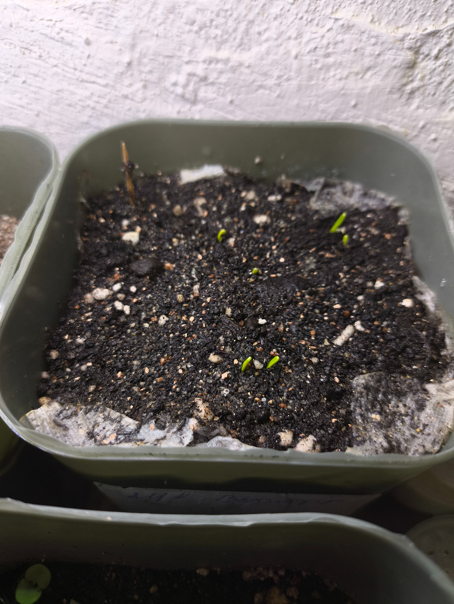 Лук "Восторг", посев 02.03.