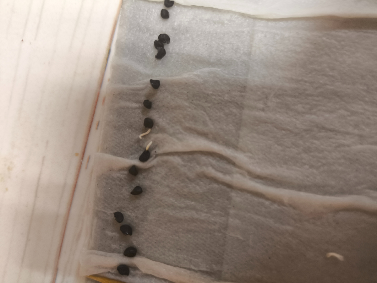 Лук Айлса Грейг посев 25.02