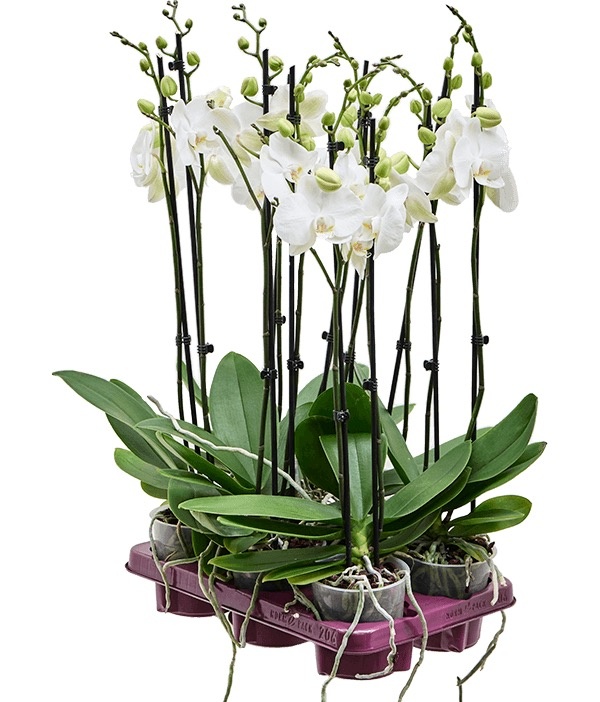 Орхидея Фаленопсис, фото от поставщика Cashpo Design