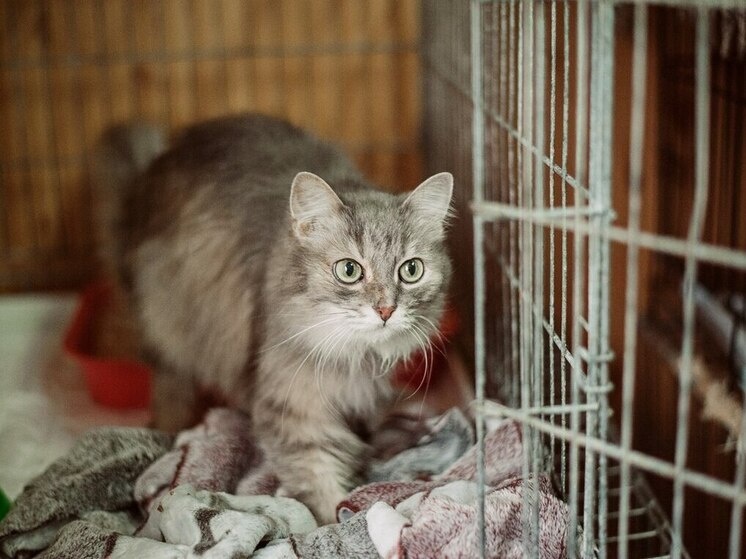     Фото приюта "Майский день"