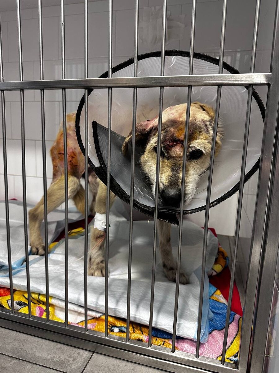 Финик: 1й день стационара