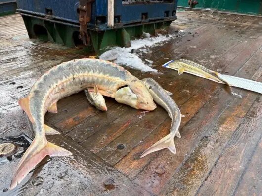    Русский осетр // Фото Южного филиала ВНИРО