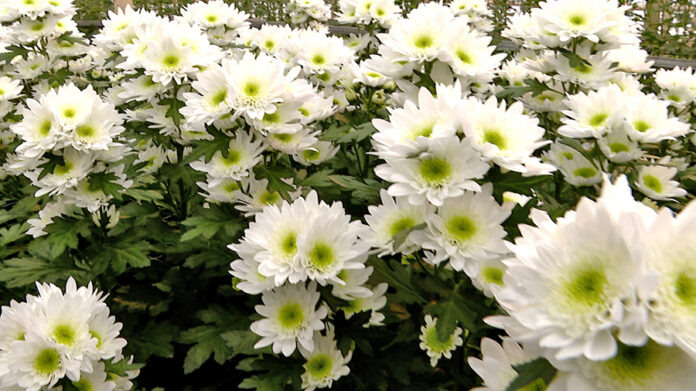    Инновационные цветочные композиции Челябинска, отражающие трансформацию города.