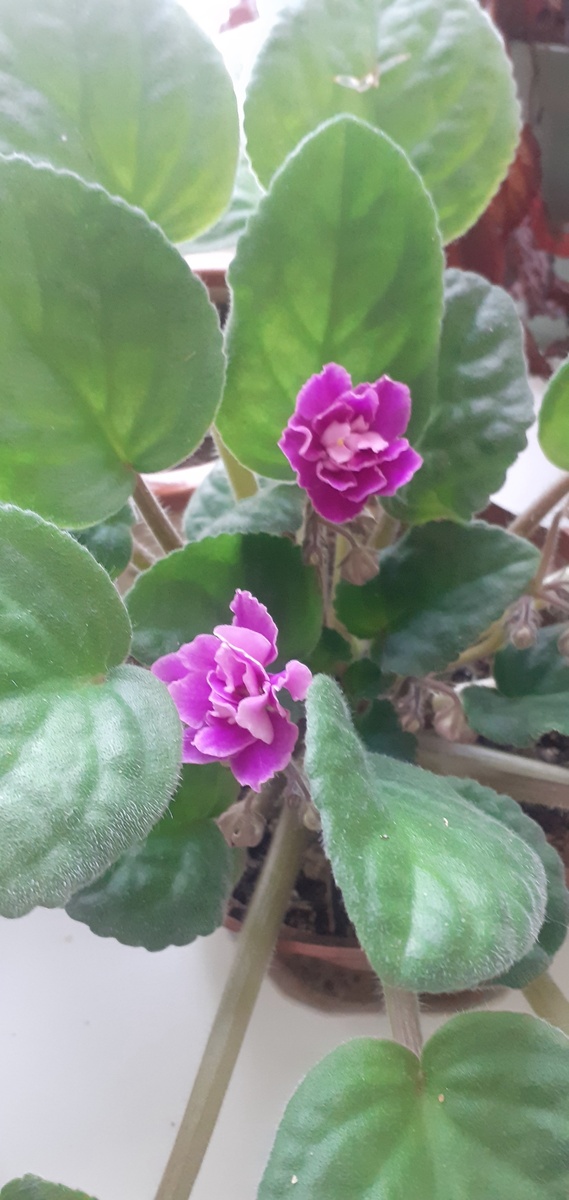 Второе цветение моей фиалочки в фиолетовых тонах.