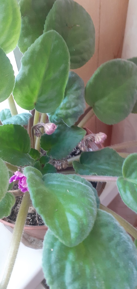 ВСЕ БУТОНЫ В КИСТЯХ.