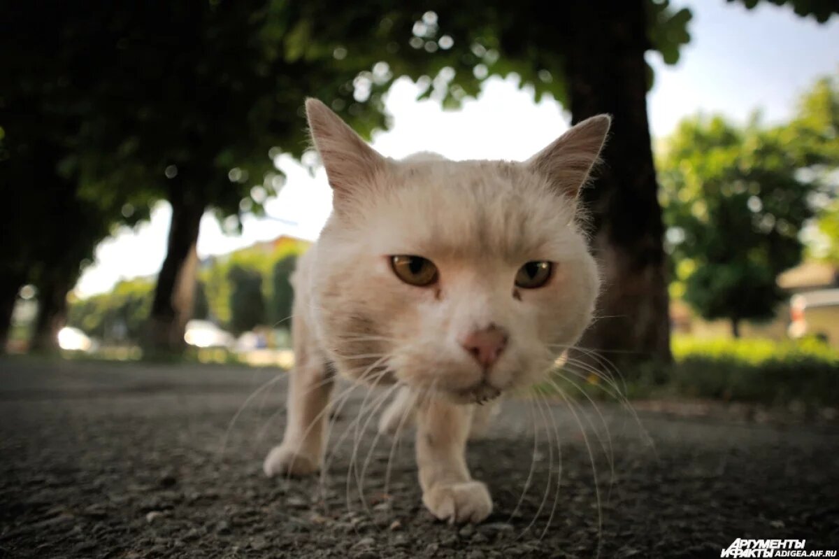    Подписчики предположили, что кот умер от кальцивироза - иного вируного заболевания, которое людям не передаётся, но реальная причина смерти не установлена, поэтому не исключается риск передачи бешенства.