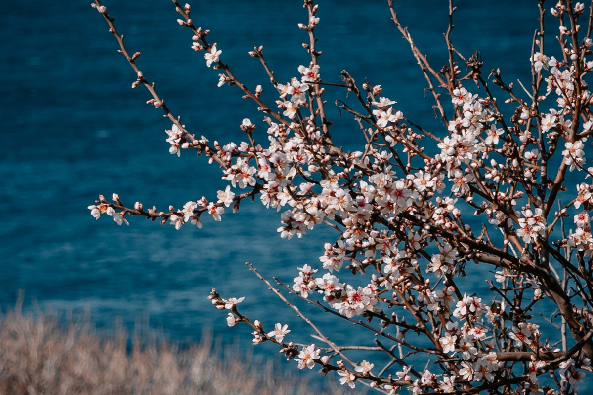 Весна в Крыму // Туристический портал Республики Крым, Ксения Гасица