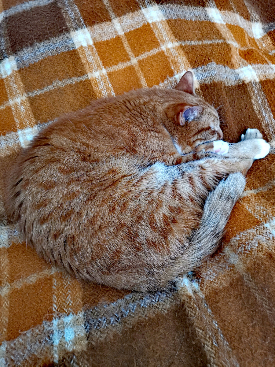 У кота режим. 