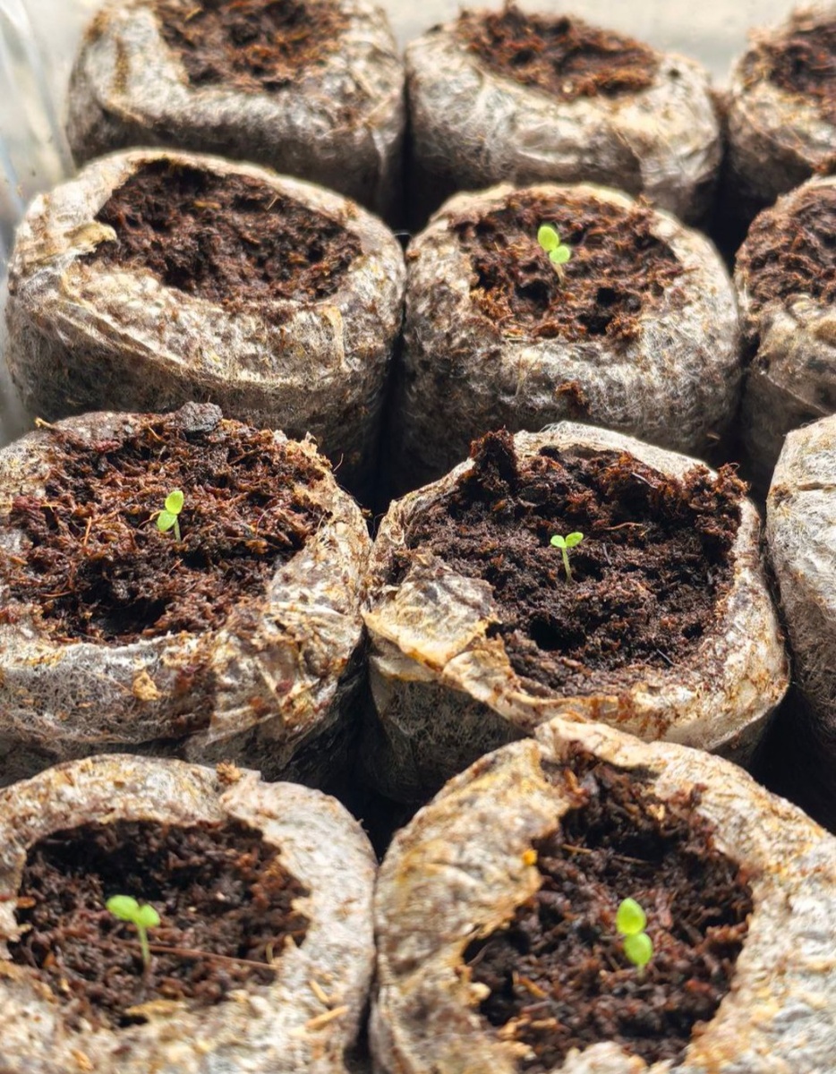 Всходы петунии