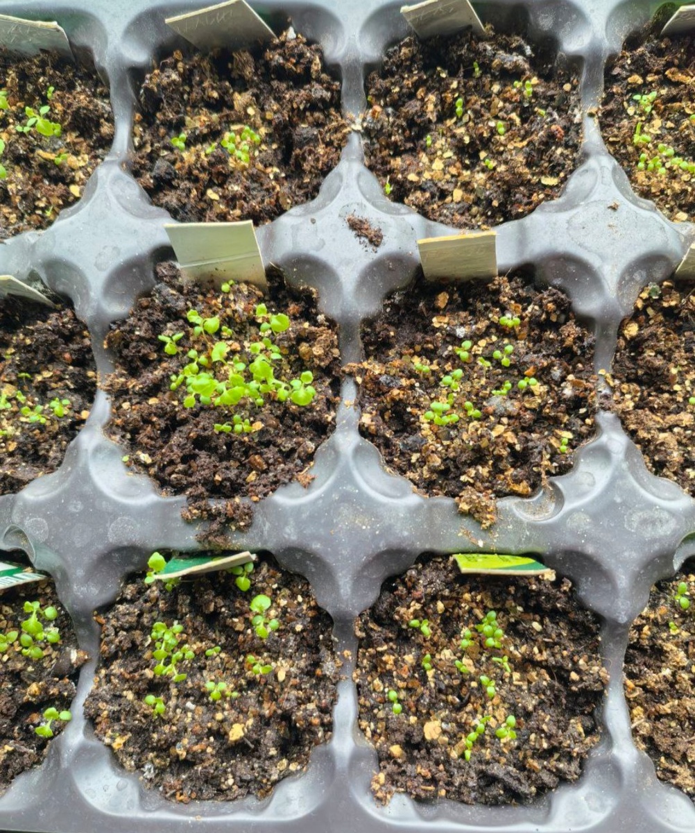 Всходы разных сортов молочноцветкового колокольчика