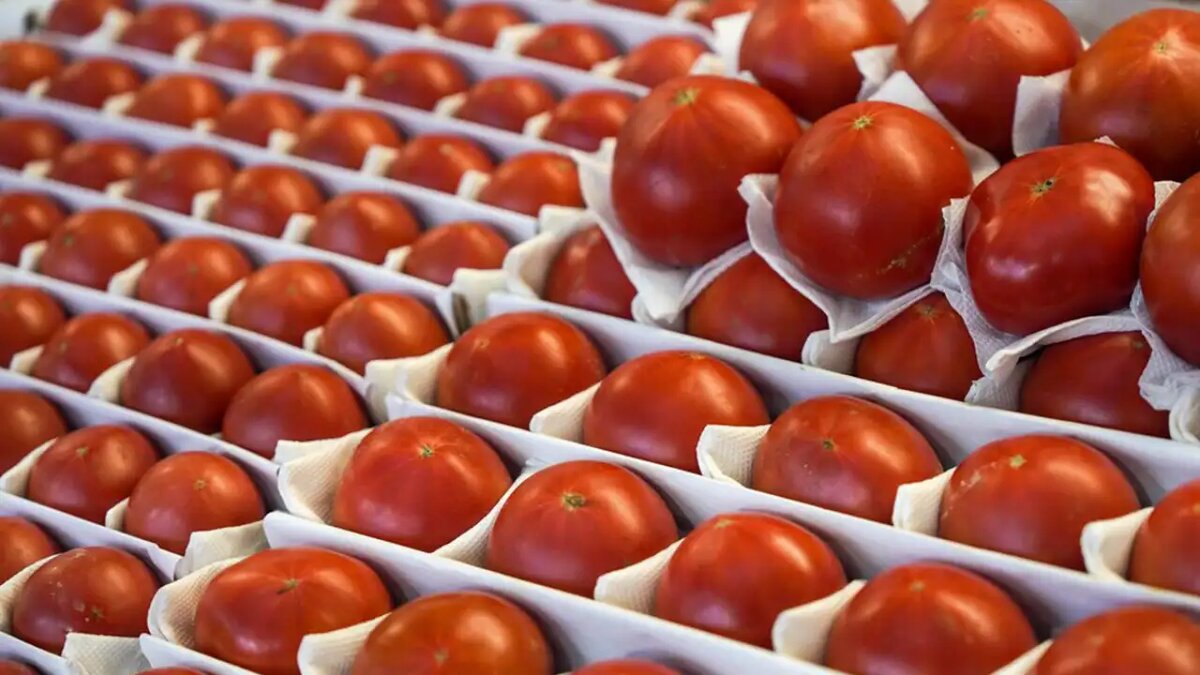    Помидоры. © АГН «Москва»