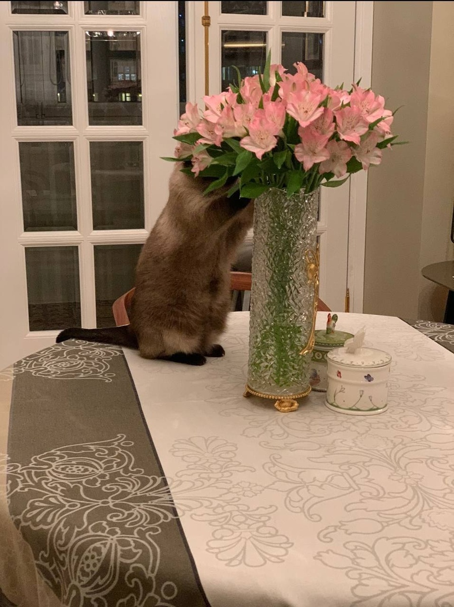 Не сгонял за цветочками мужик? Ой, зряяя! Кот Бронислав