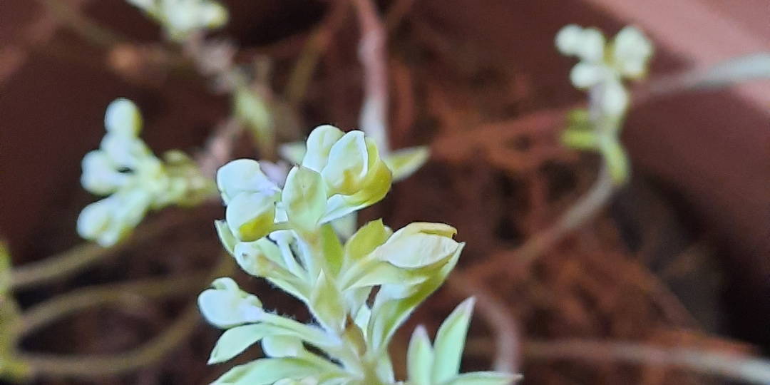Первая весенне-садовая. Дела и делишки