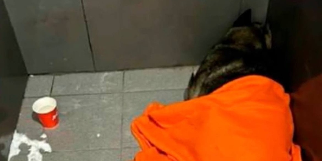 Додобоня и цена репутации: как один плед обрушился на федеральную сеть