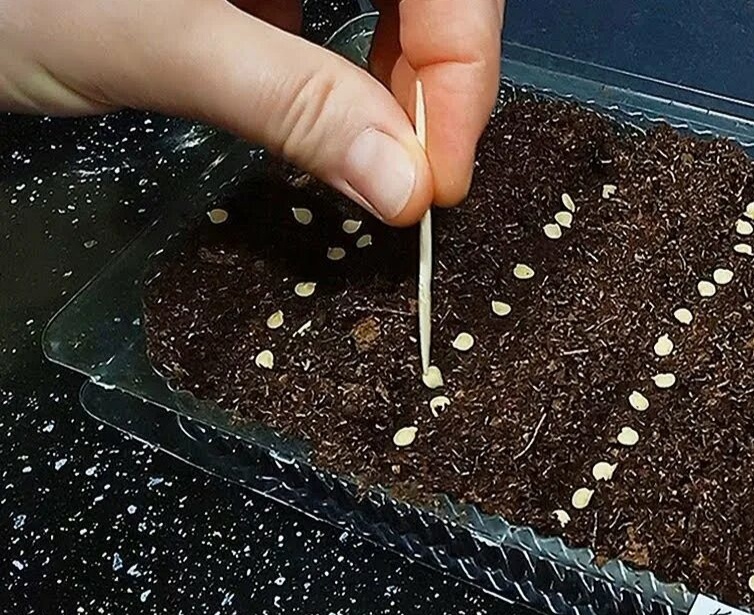 Семена на рассаду