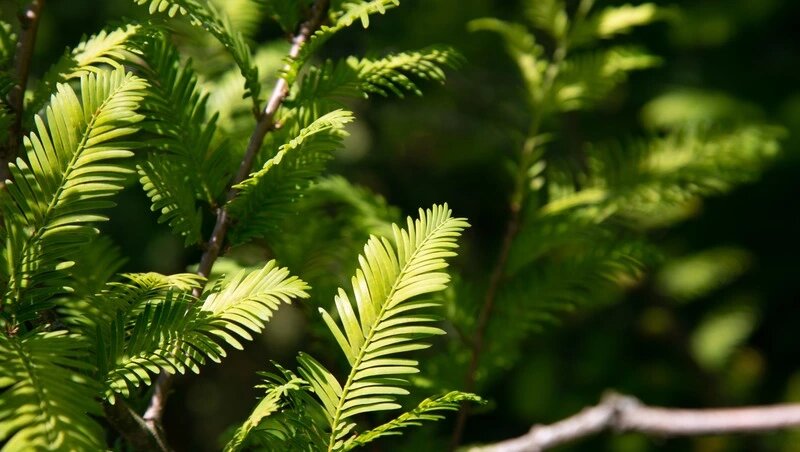      Фото: ИА «Победа26»